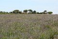 (44) Ile de Ré